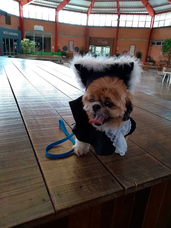 Toga de formatura para pet em Caxias do Sul RS.